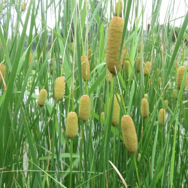 Typha Minima seeds - LUTESEEDS