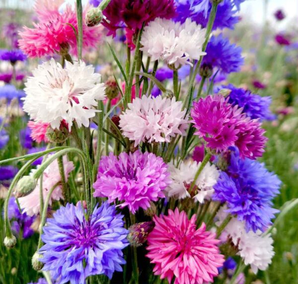 Cornflower seeds