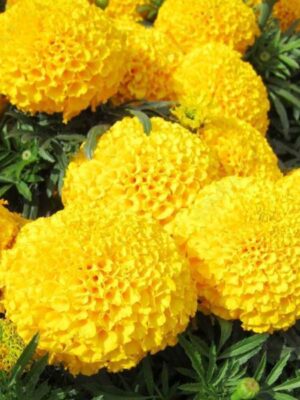 golden yellow marigold hybrid seeds