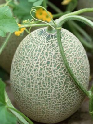 Cantaloupe Cucumis melo var. cantalupensis