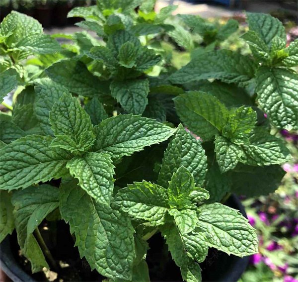 Mentha arvensis seeds - LUTESEEDS