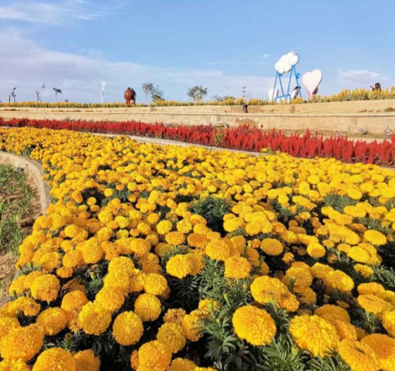 Marigold flower sea application