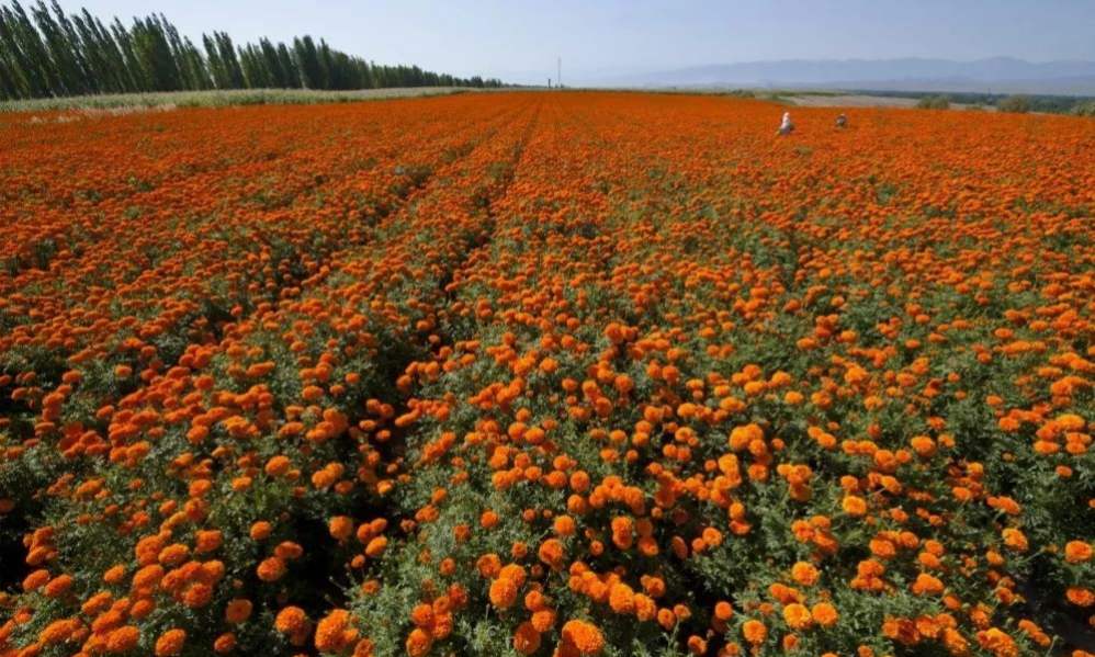 marigold flower sea