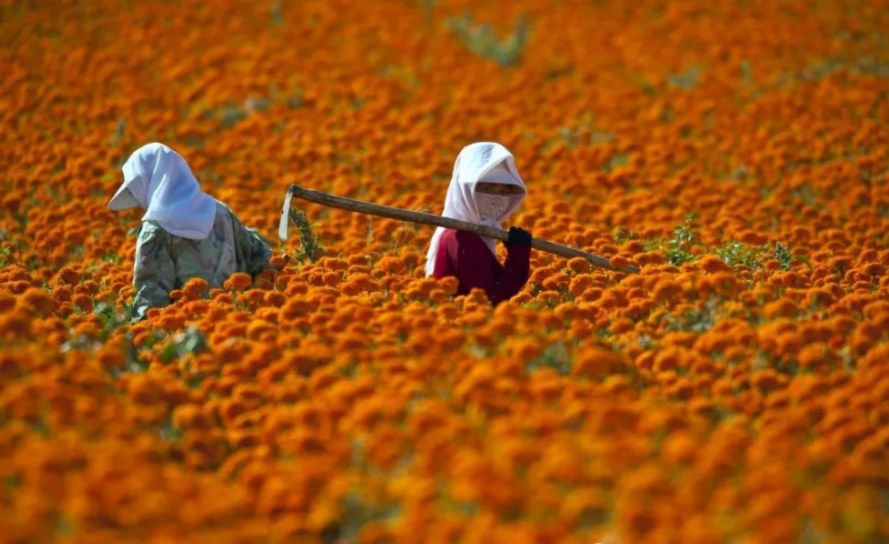 hybrid marigold 