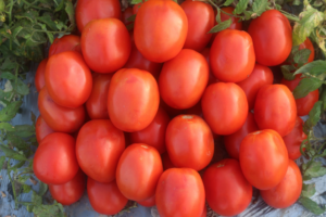 Roma Tomato Seed 7801