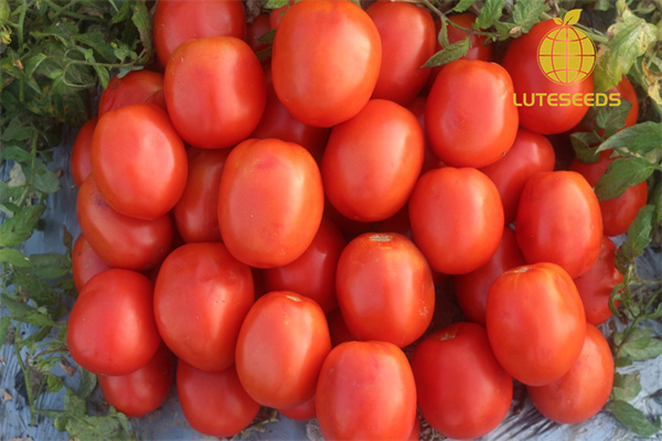 Roma Tomato Seed IVF7801 luteseeds