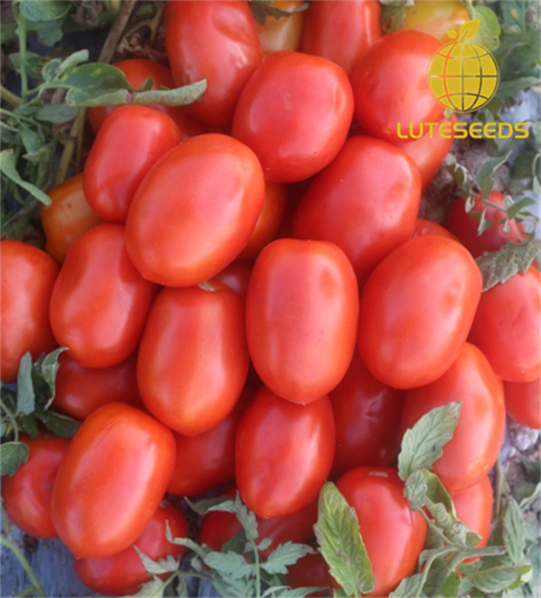 Roma Tomato Seed IVF1010 luteseeds