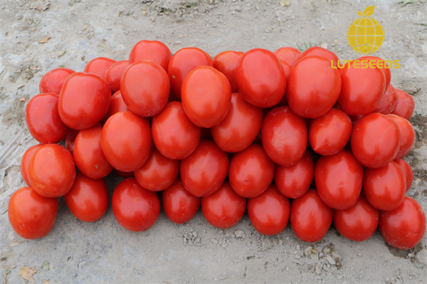 Roma Tomato Seed IVF1401 luteseeds