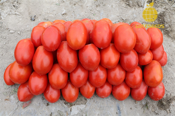 Roma-Tomato-Seed-IVF1402-luteseeds