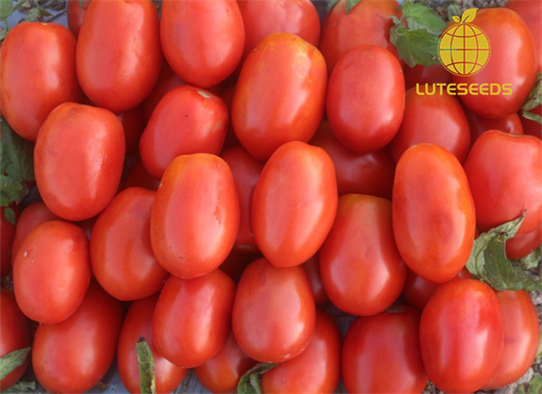 Roma Tomato Seed IVF1502 luteseeds