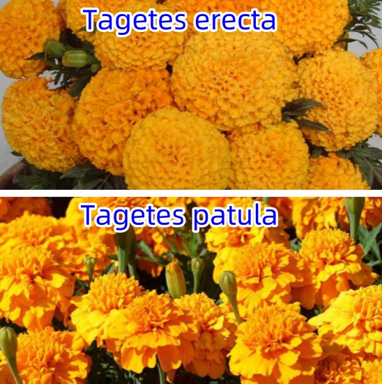 Tagetes erecta tagetes patula Comparison picture