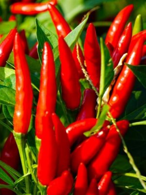 chili pepper seeds for sale