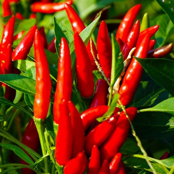 chili pepper seeds for sale