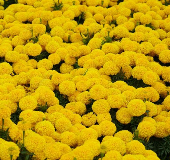 golden yellow color tagetes erecta