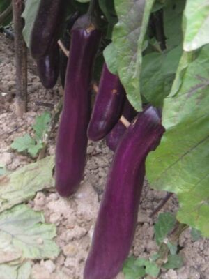 long purple eggplant seeds