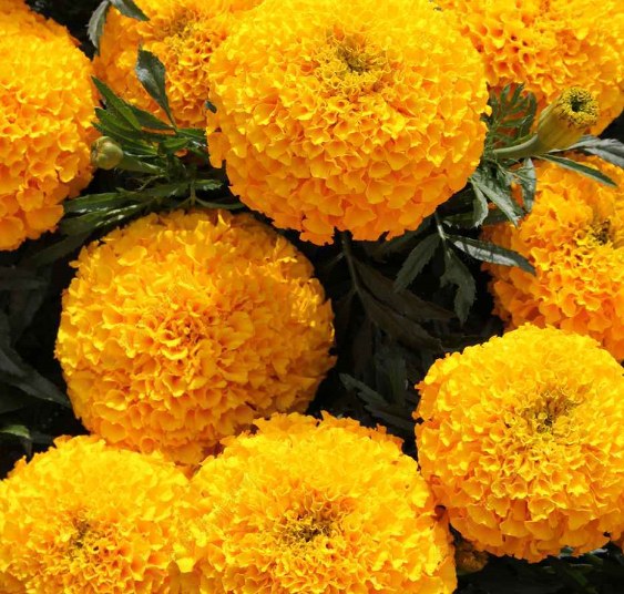 orange color F1 marigold