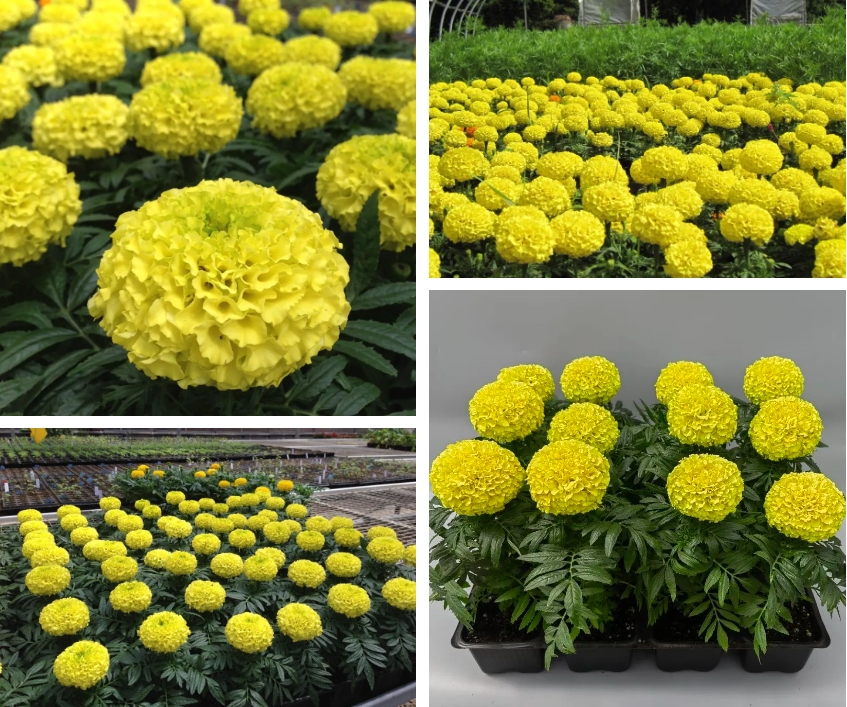 potted tagetes erecta marigold