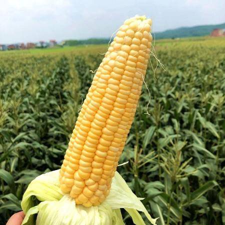 sweet corn seeds