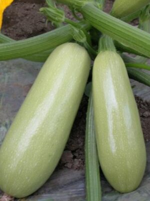 zucchini seeds