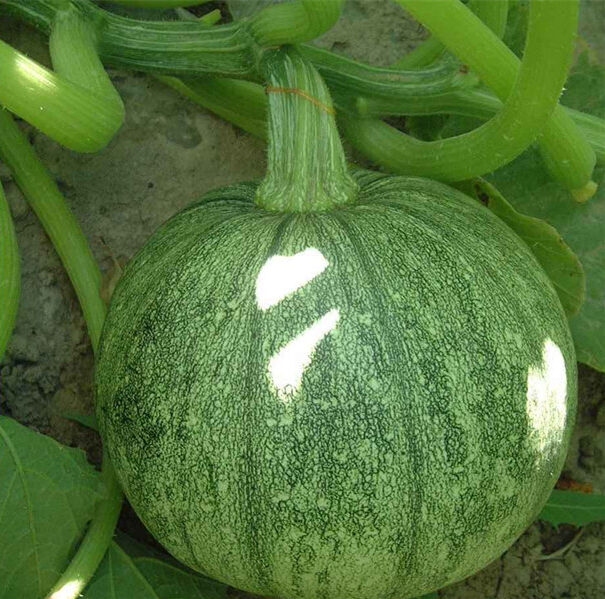 Round Zucchini Squash seed Cucurbita pepo - LUTESEEDS